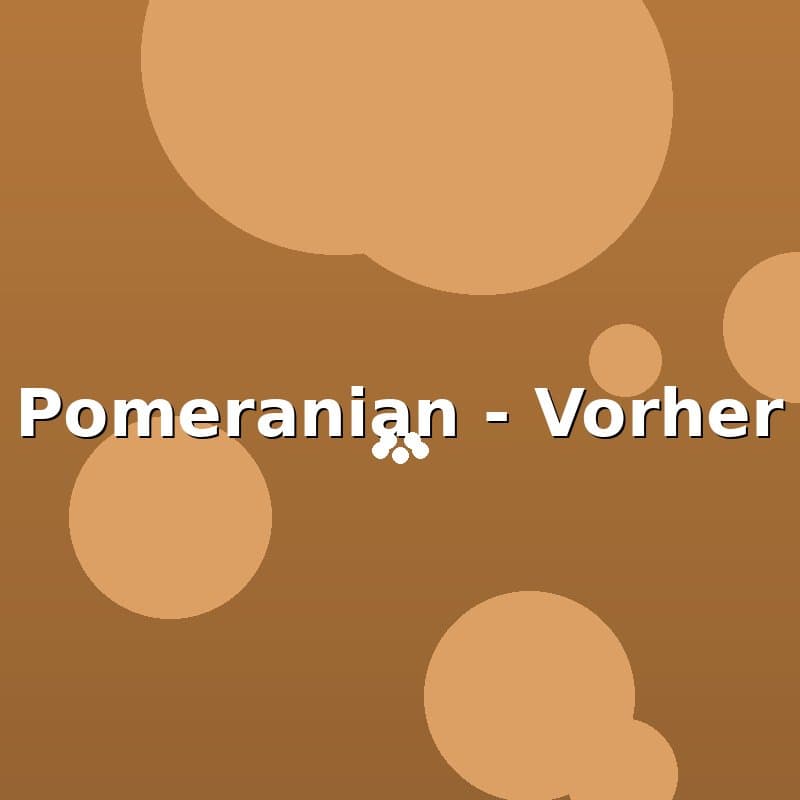 Pomeranian — Vorher