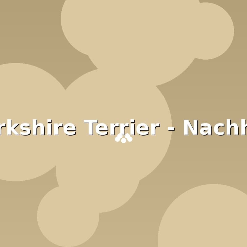 Yorkshire Terrier — Nachher