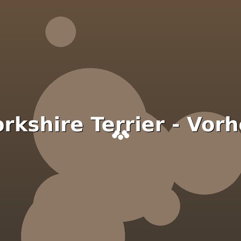 Yorkshire Terrier — Vorher