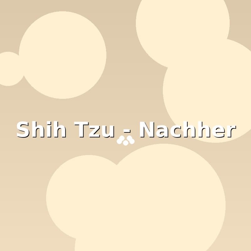 Shih Tzu — Nachher