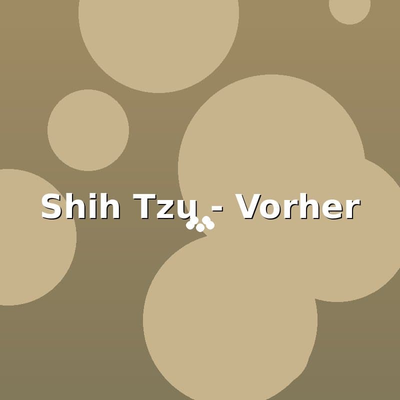 Shih Tzu — Vorher