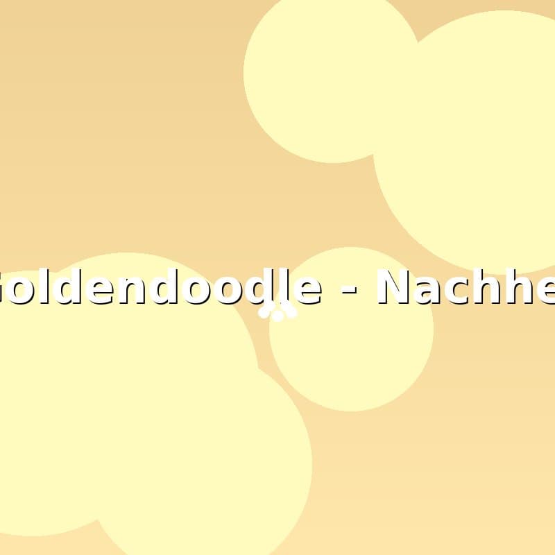 Goldendoodle — Nachher
