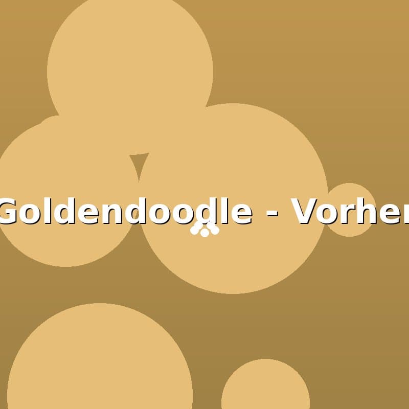 Goldendoodle — Vorher